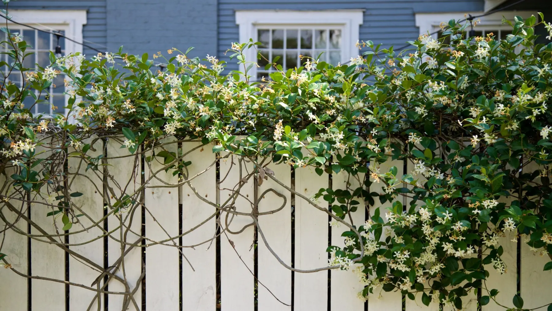 Jasmine climbing a residential fence in Tampa